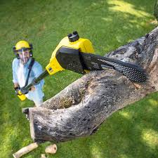 Best Lawn Renovation and Restoration  in Dewitt, AR